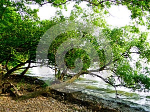 A tree over a lake