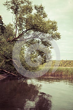tree over lake shore