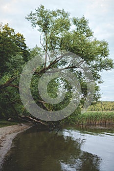 tree over lake shore