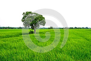 Tree over paddy fields at rural area