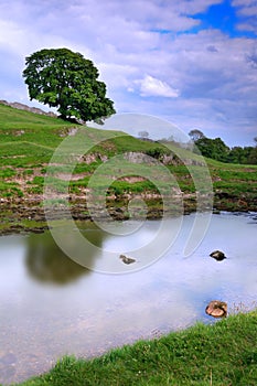 Tree over peaceful Wharfedale