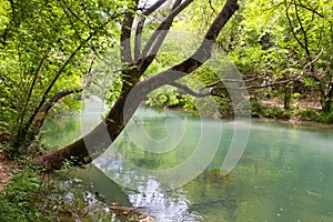 Tree over river in forest