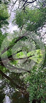 Tree over river water Green reflection