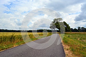 Tree over the road