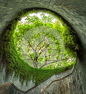 The tree over tunnel walkway at Fort Canning Park and Penang road., Singapore