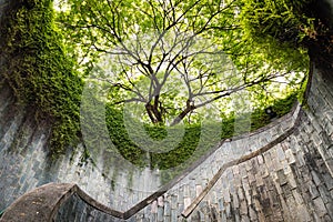 The tree over tunnel walkway at Fort Canning Park and Penang road., Singapore