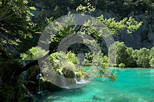 Tree over water cascade