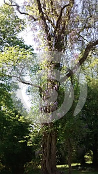 Tree overgrown with flowers