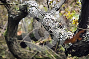 Tree overgrown with lichen
