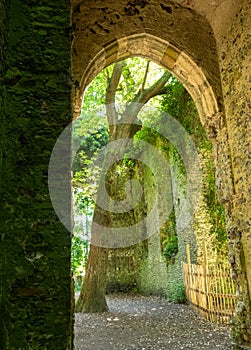 Tree in the overgrown ruins of St Maryâ€™s church, hidden in woods in East Somerton near Winterton-on-Sea, North Norfolk UK