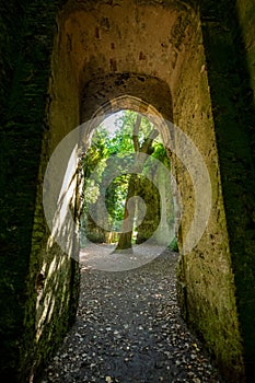 Tree in the overgrown ruins of St Maryâ€™s church, hidden in woods in East Somerton near Winterton-on-Sea, North Norfolk UK