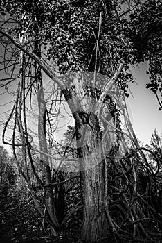 Tree overgrown with tropical like vines.