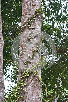 Tree overgrown with vines