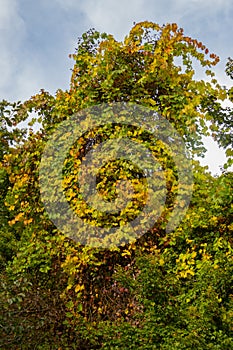 Tree overgrown with wild grapevine