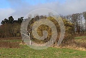 Tree overgrown with yellow lichen on meadow during mild winter season Germany, Middlerhine area