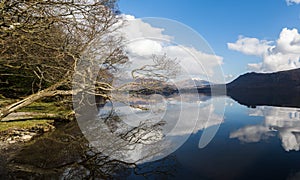 Tree overhanging Derwent Water