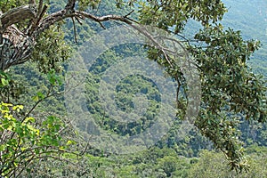 TREE OVERHANGING SIDE OF ORIBI GORGE