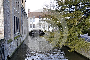 Tree overhangs canal in the city of Bruges, Belgium