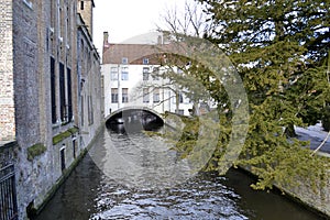 Tree overhangs canal in the city of Bruges, Belgium photo