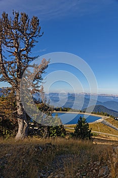 A tree overhangs the reservoir