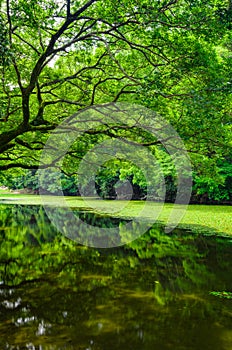 Tree overlooking pond with reflection