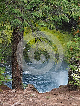 Tree overlooking the river