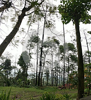 Tree pacet, indonesia nature