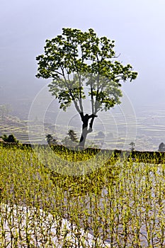 A tree in paddy field