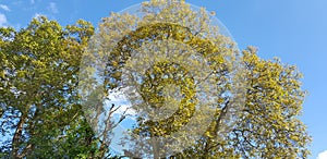 A tree with pale green foliage overlapping a faultless blue warm sky