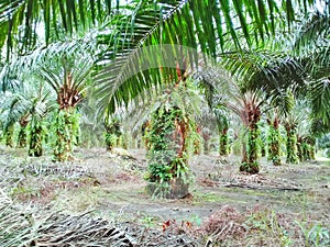 Tree palm oil plantations