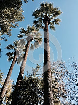 Tree palms - Zappeion - National Park