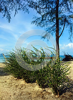 tree at Panka Noi beach