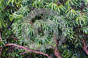 Tree at Parador Resort and Spa Manuel Antonio