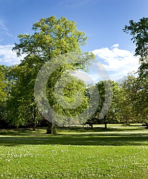 Tree in a Park