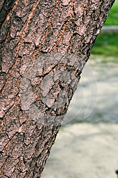 Tree in the park