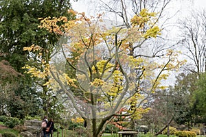 Tree in a park