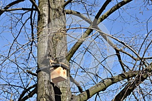 Tree in the park with a bird house