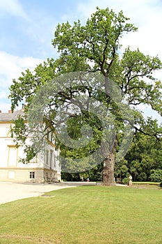 Tree in park of Classicist mansion in DÃ©g