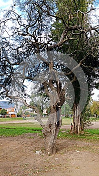 Tree in a park photo