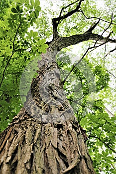 Tree in park, green forest, cortex