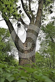 Tree in park, green forest, cortex