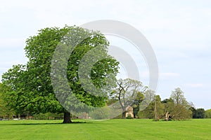 Tree park green grass trees bench leaves sky background