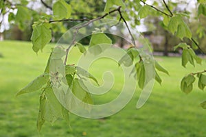 Tree park green grass trees bench leaves sky background