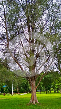 The tree in park Jamshedpur Jharkhand jublee park in India