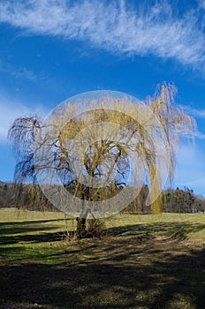 Tree in park