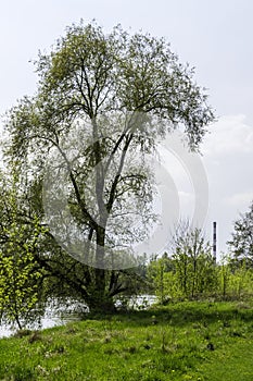 Tree in the park near the Warta river shore photo