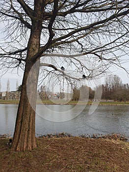 Tree park in the Netherlands Maximapark photo