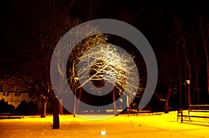 Tree In the park at night