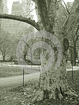 Tree in park and skyscrapers, nyc