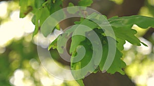 Tree in the park in summer, spring. Slow motion. green oak leaves on a branch. oak forest.